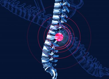illustration spinal cord vertebrae